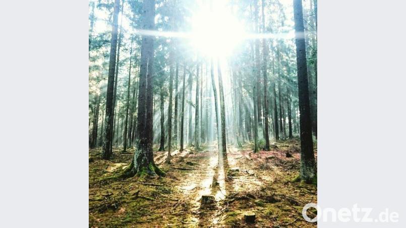 Immer wieder ein Ort für Entdeckungen ist für den Pfreimder der Wald rund um seine Heimatstadt. Bild: Martin Binhack
