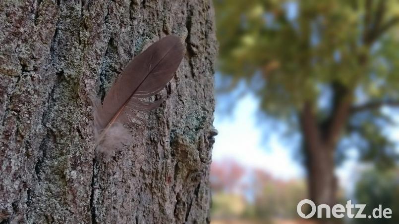 Martin Binhack hat bei seinen Wanderungen auch einen Blick für Details entwickelt. Bild: Martin Binhack