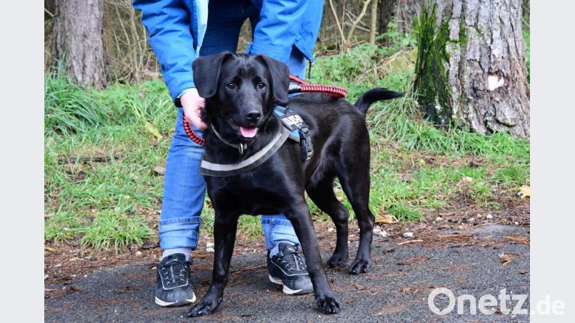 Für Menschen kann Tularämie, wenn sie nicht erkannt wird, gefährlich sein. Nicht für Hunde. Sie können die Hasenpest allerdings auf Menschen übertragen. Bild: Hartl
