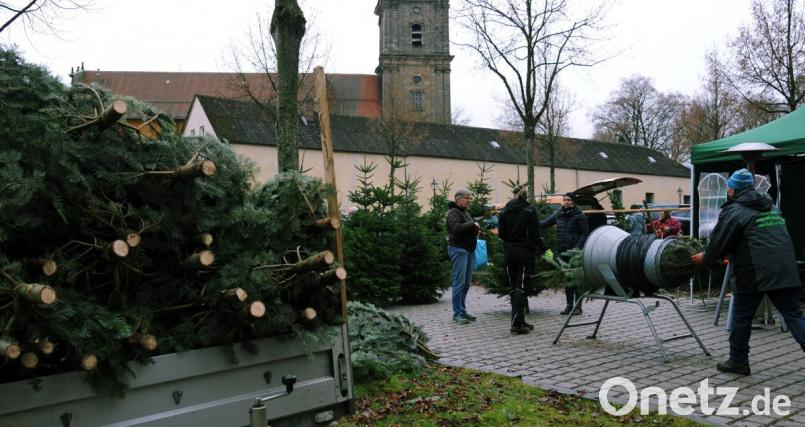 Die Christbäume aus einer Plantage aus dem Landkreis, die garantiert noch im Saft stehen und kaum nadeln, sind bei den Kunden beliebt. Bild: gf