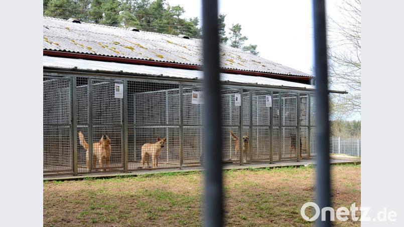 76 Prozent aller im Amberger Tierheim versorgten Tiere fallen in die Kategorie Fundtiere, für die Kommunen zuständig sind. Die bisher dafür erhobene Pauschale ist deutlich zu niedrig angesetzt. Die nötige, gravierende Erhöhung stößt bei den Gemeinden auf wenig Gegenliebe. Bild: Stephan Huber