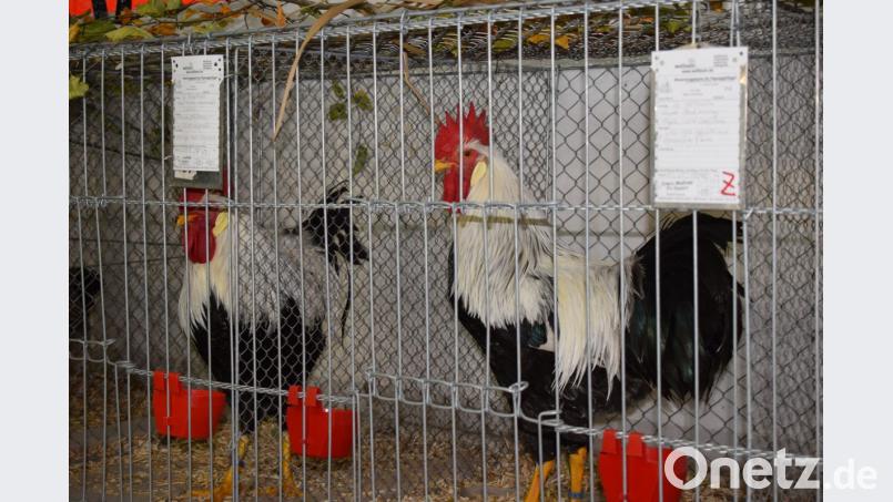 Lautstark zeigte dieser Gockel wer der Her im Stall ist. Bild: bnr
