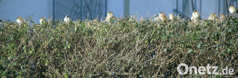 Eine Ligusterhecke an der Paststraße in Schwandorf bietet Dutzenden von Spatzen einen Versammlungsort, der sich häufig zu einer Art natürlichem Konzerthaus verwandelt - sehr zur Freude der Anwohner und der Passanten. Bild: Thomas Dobler