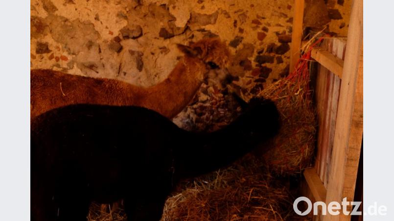 Die beiden Alpakas Blacky und Teddy waren eine Attraktion. Bild: Stefanie Gradl