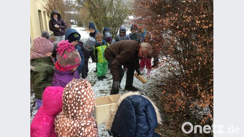 Im Marien-Kindergarten/Haus des Kindes drehte sich einige Tage alles um den Igel. Dem Vorsitzenden des Obst- und Gartenbauvereins Roland Maier (vorne) ist es zu verdanken, dass in der KiTa-Außenanlage ein Igelhaus steht. Mit den Kindern versteckte er es unter einem Strauch. Nun hoffen alle, dass tatsächlich ein Igel einzieht und darin seinen Winterschlaf hält. Bild: u