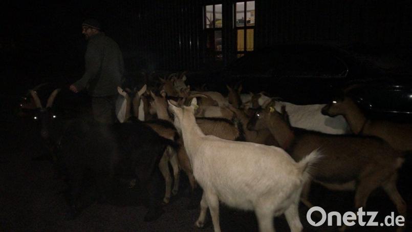 Die Ziegenherde, die am Montagabend durch Gailoh lief. Bild: Tierheim Amberg/exb