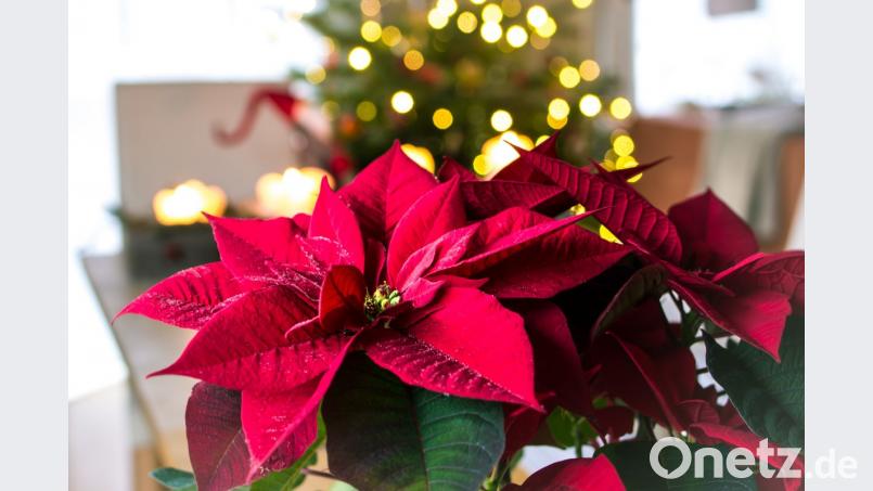 Neben dem Tannengrün von Adventskranz und Weihnachtsbaum gibt es auch noch andere farbenfrohe Pflanzen, die feierliche Stimmung verbreiten. Bild: Sylvia Mekelburg - stock.adobe.com