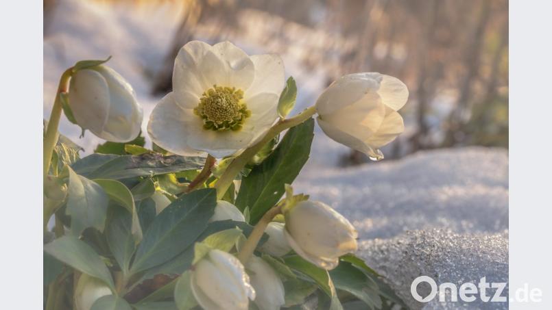 Die Christrose ist eine Freilandblume. Ihren Namen hat sie von einer weihnachtlichen Legende. Bild: andre - stock.adobe.com