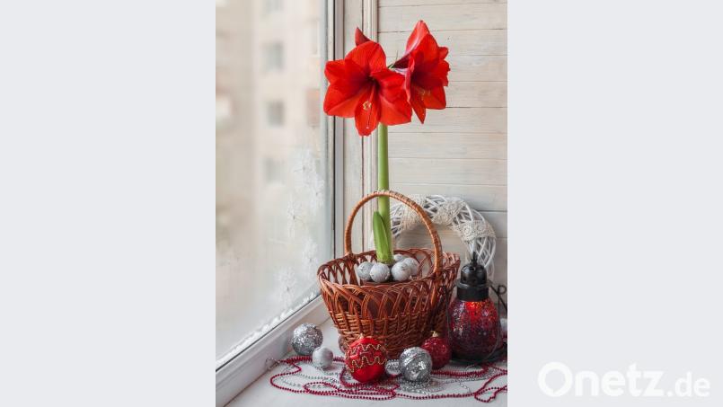 Der Ritterstern – auch als Amaryllis bezeichnet – passt mit seinen roten Blüten und dem grünen Stängel perfekt zur Weihnachtsdekoration. Es gibt ihn aber auch in anderen Farben wie Weiß oder Rosa. Bild: Olesia Sarycheva - stock.adobe.com