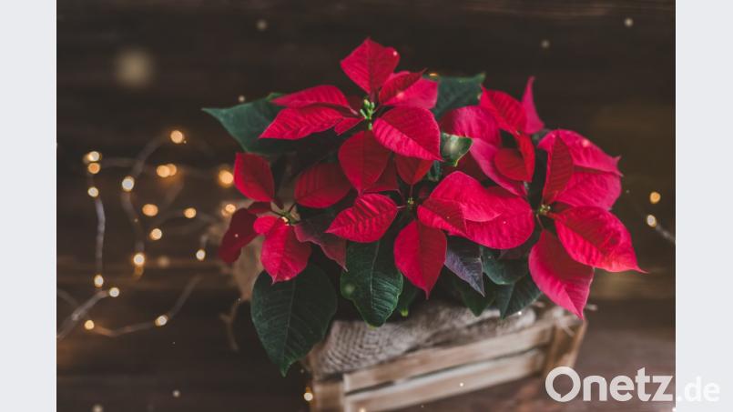 Der Weihnachtsstern ist der Klassiker unter den weihnachtlichen Zierpflanzen. Bei richtiger Pflege kann er auch in den Folgejahren immer wieder erblühen. Bild: Ekaterina Senyutina - stock.adobe.com