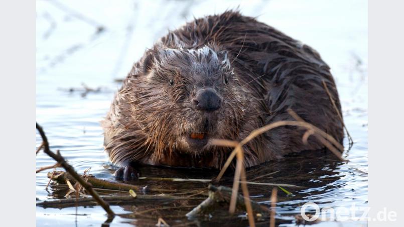 Tote Biber wurden bei Nittendorf in der Schwarzen Laber entdeckt. Die Veterinär-Pathologie in Erlangen hat die Kadaver untersucht. Bild: Patrick Pleul/dpa