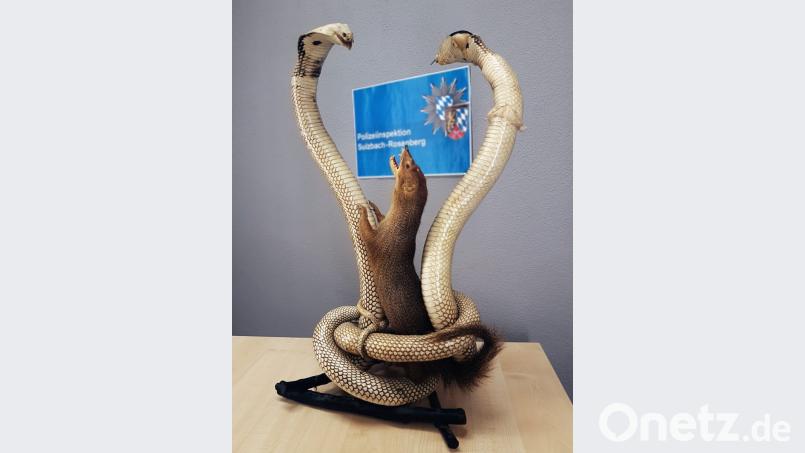 Zwei ausgestopfte Kobras, die mit einem Mungo kämpfen. Bild: Polizei