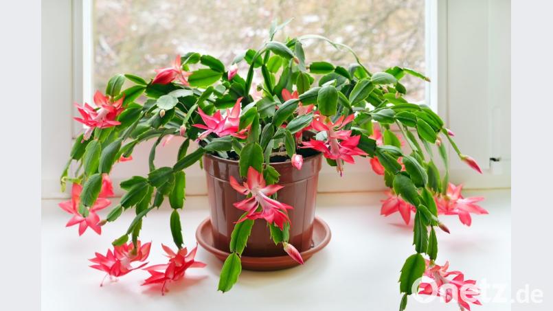 Der Weihnachtskaktus („Schlumbergera“) entfaltet in der Weihnachtszeit seine volle Blütenpracht. Bild: nadin333 - stock.adobe.com