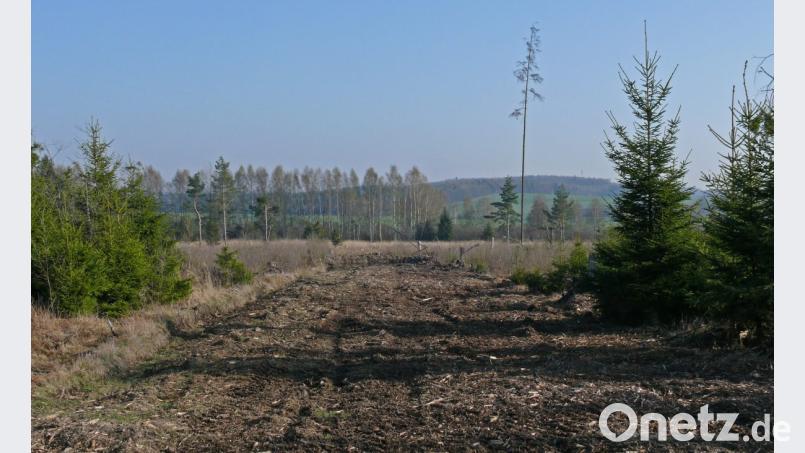 So sahen die Besonnungsstreifen im Jahr 2000 nach dem Anlegen aus. Heute sind die Bäume links und rechts davon und auch direkt darauf so hoch, dass kaum mehr Sonnenlicht auf den Boden dringt. Bild: tr