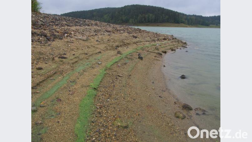 Blaualgen sind - anders als der Name sagt - grüne schlierenartige Gebilde im Wasser, die in großer Konzentration giftig sind. Hier haben sie in diesem Sommer Spuren am Ufer des Eixendorfer Stausees hinterlassen. Bild: bl