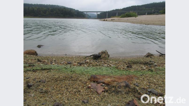 Das Grün am Ufer und im See macht wenig Lust auf ein Bad. In diesem Sommer galt sogar ein offizielles Badeverbot . Bild: bl