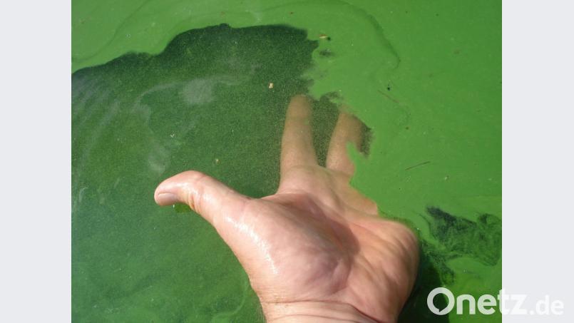 In dieser Konzentration macht das Schwimmen keinen Spaß mehr. Gerade in wärmeren Schichten bilden sich Algen. In Neunburg gibt es deshalb nun den Vorstoß, diese Wasserschichten gezielt abzuzapfen, bevor sich die toxische Bakterienart explosionsartig vermehrt. Bild: exb