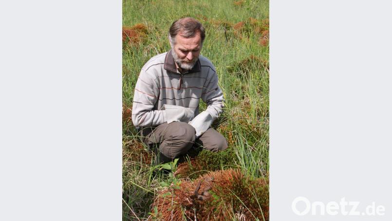 Das Erbe des 2015 verstorbenen Kreuzotternexperten Dr. Wolfgang Völkl (Bild) ist in guten Händen. Das Bild zeigt Völkl am Sonnenplatz einer Kreuzotter. Bild: tr