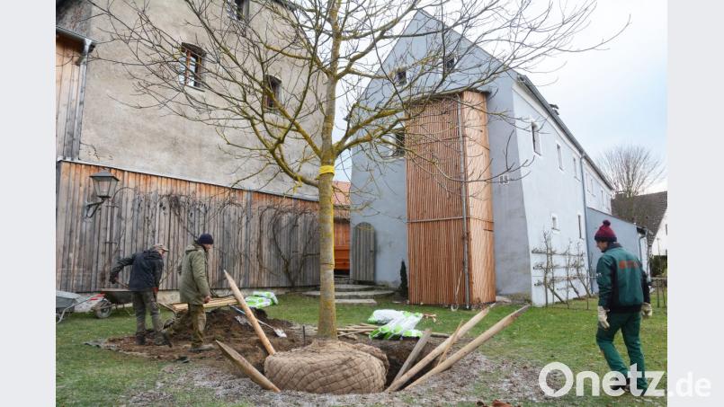 Freunde vom Weidener "Sündikat" schaufelten die Grube für den Walnussbaum in Neuhaus aus. Nach dem Einsetzen mittels Autokran bringen Profis ihn in die richtige Position. Bild: Schönberger