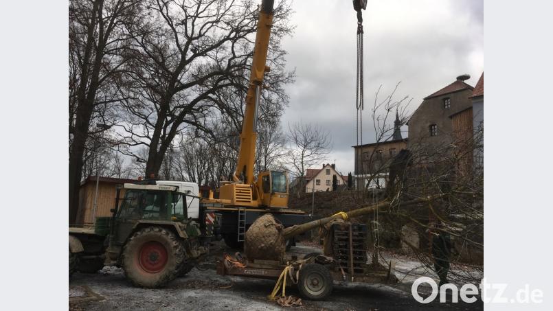 Baumpflanzaktion im Schafferhof Bild: exb