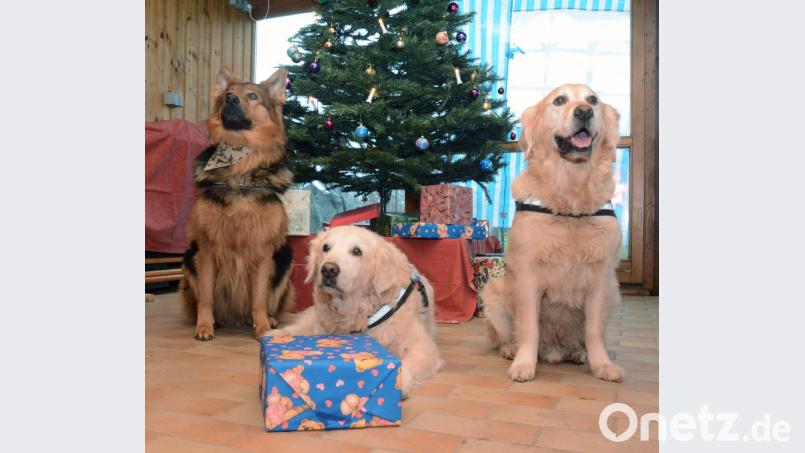 Schöne Bescherung für (von links) Akimo, Ena und Chesper, die Hunde von Tanja Pree, Annett und Jürgen Schittenhelm. Die großen Vierbeiner sind brav wie Lämmchen – und das nicht nur zur Weihnachtszeit. Bild: Gabi Schönberger