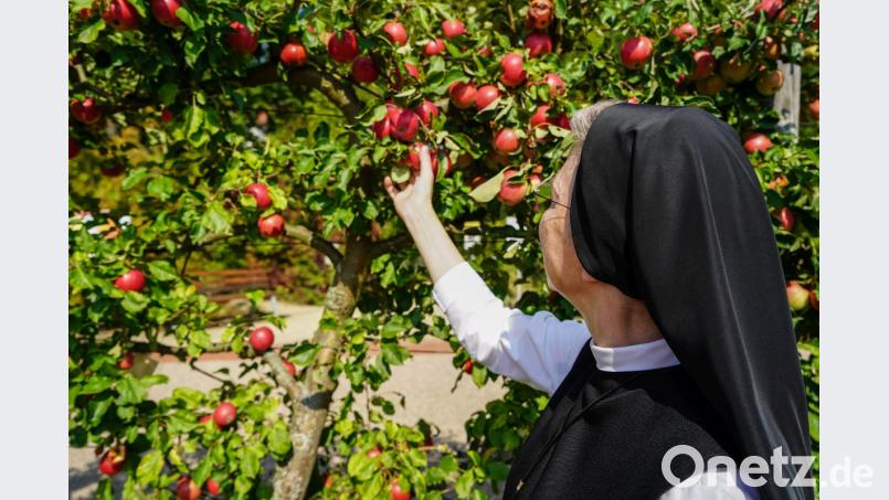 Ora et labora: Im Naturgarten reifen auch im übertragenen Sinne die Früchte der Arbeit der Waldsassener Ordensfrauen. Bild: gld