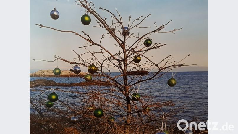 Ein kahler Laub- als Christbaum. Bild: Bradtka