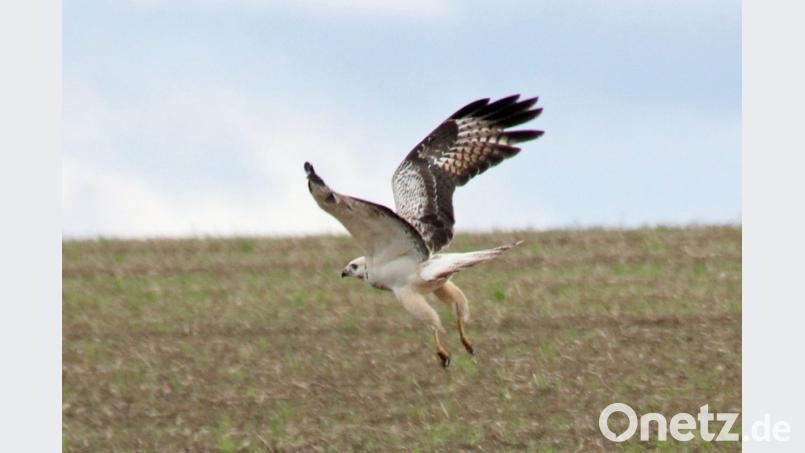 Eine besondere Momentaufnahme ist dem Naturfotografen Hans Heimler gelungen: Er hat in Wolfring einen fast weißen Bussard fotografiert. Bild: Heimler