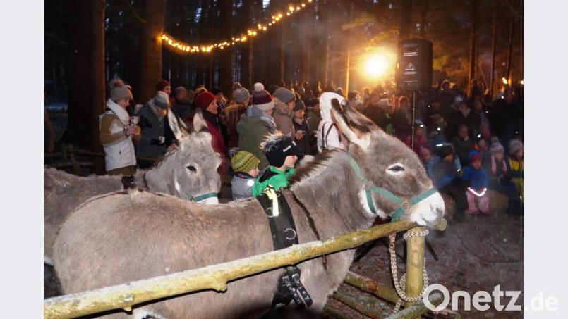Die Esel aus Kotzheim sind Stammgäste
bei der Waldweihnacht. Von den Kindern erhielten sie
viele liebevolle Streicheleinheiten. Bild: oe