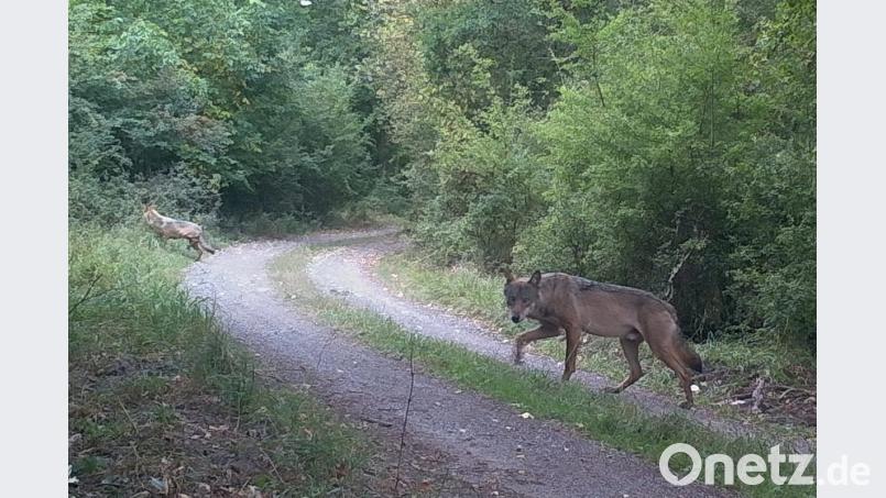 Der Wolf auf Pirschgang im Übungsplatz, ob das Klicken der Fotofalle seine Aufmerksamkeit forderte. Repro mor Bild: Bundesforst Grafenwöhr