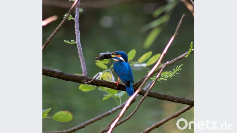 Die naturbelassenen Lebensräume und das breite Nahrungsangebot lassen selbst die Populationen von Exoten wie dem Eisvogel in unserer Region ansteigen. Bild: dtr