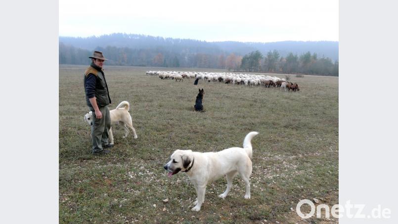Markus Schreiner ist Schäfer mit Leidenschaft. Zwei Herdenschutzhunde, (vorne) ein Deutscher Schäferhund und ein Altdeutscher Hütehund halten Schafe und Ziegen in Schach und schützen auch vor dem Wolf. Bild: mor Bild: Bundesforst Grafenwöhr
