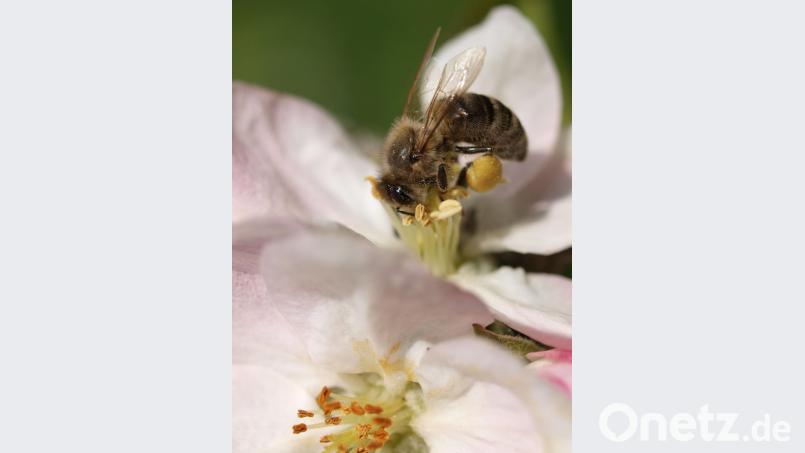 Die Blütenpracht der seltenen Pflanzenarten und der weiten Streuobstwiesen sind auch für Bienen ein begehrter Leckerbissen. Bild: dtr