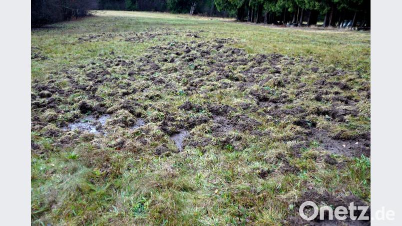 Eine Wiese des Landebundes für Vogelschutz im Schilmbachtal vor zwei Wochen. Bild: bkr