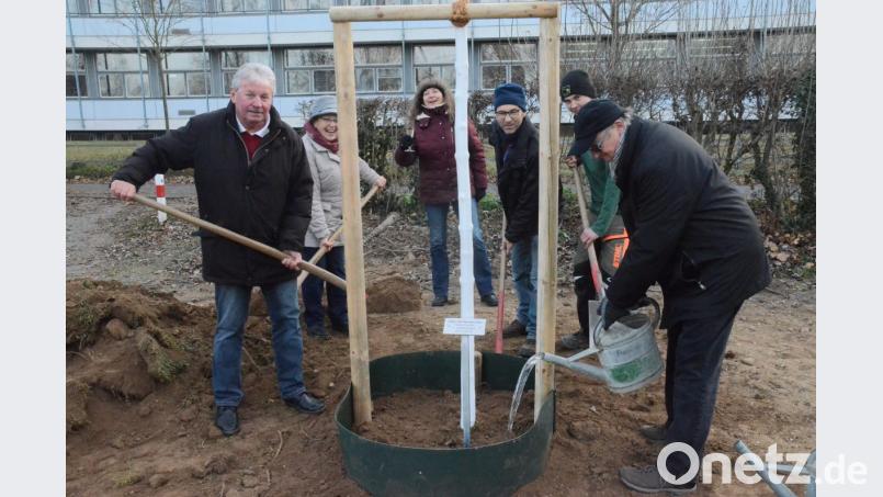Gemeinsam pflanzen Vertreter der CSU Ost und von Kanu-Weiden Bäume im Stadtbad. Bild: Kunz