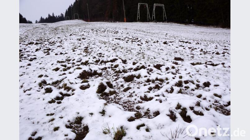 Die Schäden an den Wiesen und Grünflächen sind gleich sichtbar, nicht aber das was die Borstenviecher an Flora und Fauna zerstören. Bild: bkr