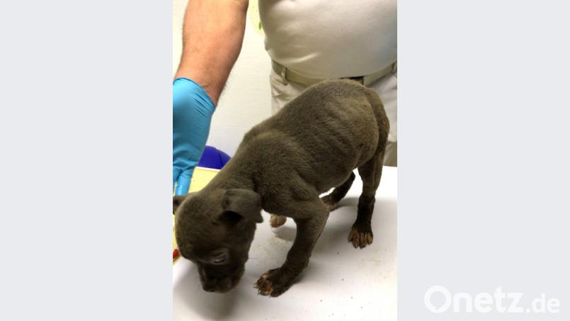 Die hervorstehenden Rippen zeigen, wie unterernährt die kleinen Hunde sind. Bild: Tierheim Amberg