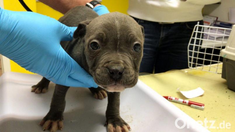 Dieser Welpe hat die Fahrt überlebt - vorerst. Bild: Tierheim Amberg