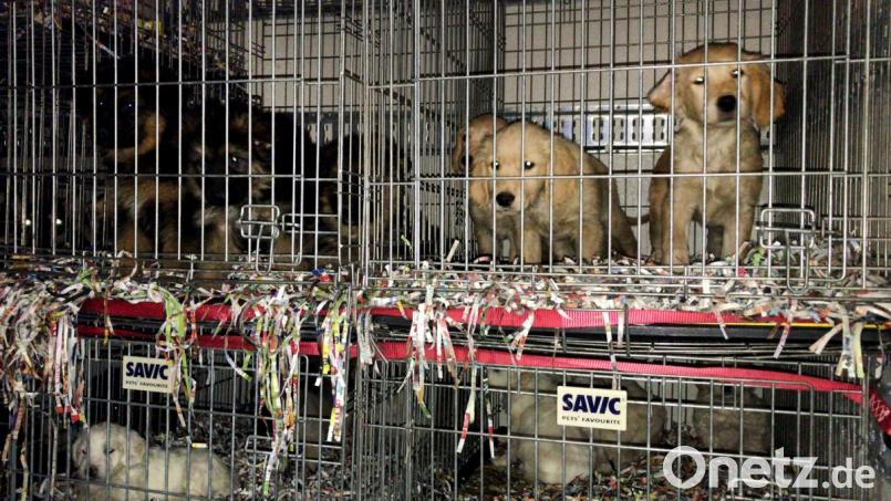 Diese Welpen waren in einem Sprinter-Kleintransporter unterwegs, der bessere Bedingungen aufwies als der Anhänger aus Ungarn und deshalb nicht aufgehalten wurde. Bild: Tierheim Amberg