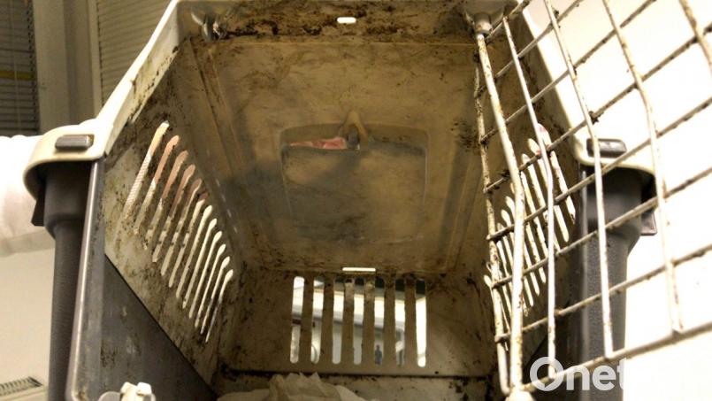 Zu klein und total verschmutzt: Die Welpen wurden in nur 37 Zentimeter langen Katzenboxen transportiert. Bild: Tierheim Amberg