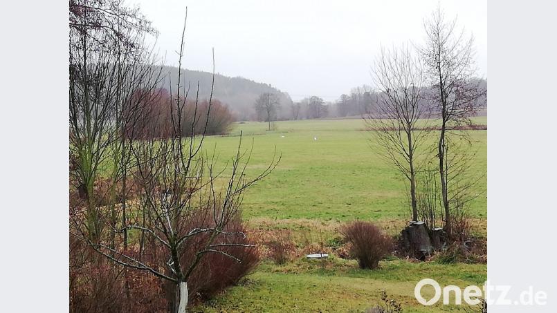 Drei Weißstörche ließen sich in der Nachbarschaft nieder und konnten von den Kindern bei der Futtersuche beobachtet werden. Bild: rpp