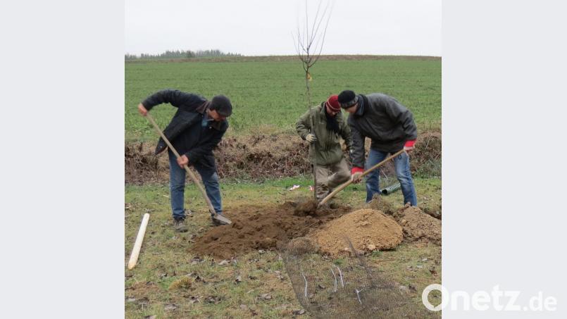 Weil im Herbst der Boden viel zu trocken war, wurden die Obstbäume erst nach den jüngsten Regenfällen gepflanzt. Bild: kö