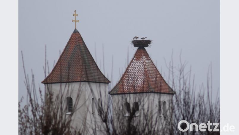 Zwei Gänse im Perschener Storchennest. Bild: Johanna Eckl