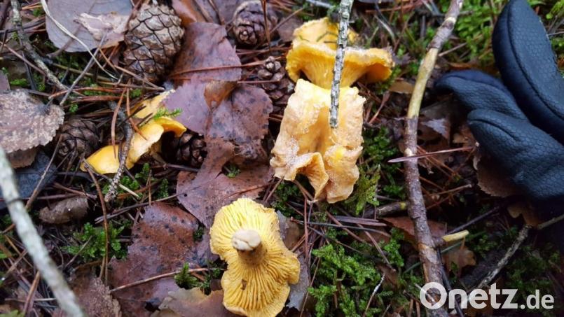 Diese Weihnachtspfifferlinge fand ein Spaziergänger am Kulm. Bild: Ludwig Butz