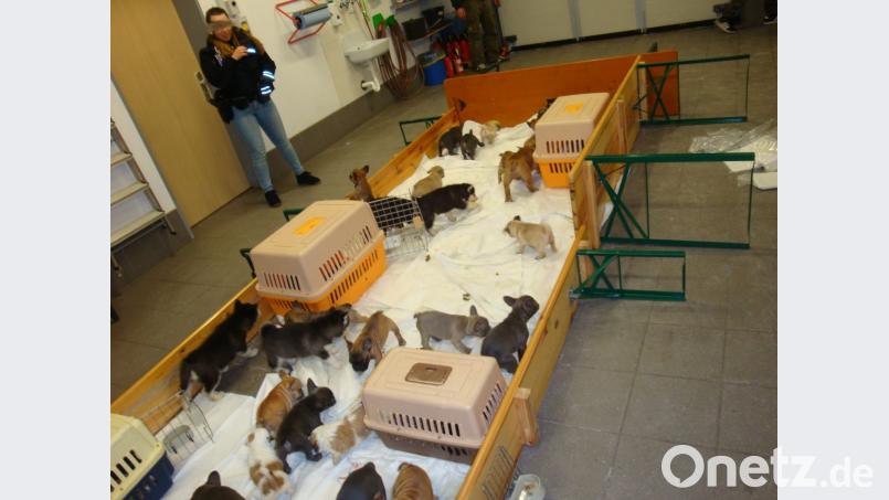 Tierischer Trubel bei der Bundespolizei Waidhaus. Bild: exb/Bundespolizei
