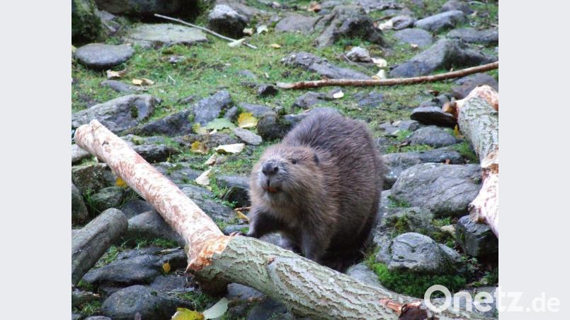 "Sorgen bereitet uns der Biber, der sich immer mehr ausbreitet", informierte Gewässerwart Max Marr bei der Jahreshauptversammlung des Fischereivereins Amberg. Bild: Popp