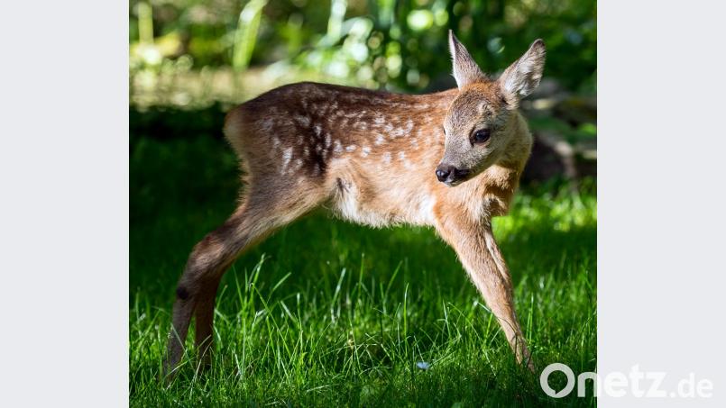 Ein etwa fünf Wochen altes Rehkitz steht auf einer Wiese im Tierheim. Bild: Patrick Pleul/dpa