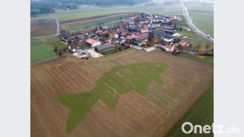 Der Karpfen bei Kleinsterz ist aus der Luft gut zu erkennen. Dabei wird aber auch deutlich, dass die Trockenheit dem Kunstwerk stark zugesetzt hat. Bild: dtr