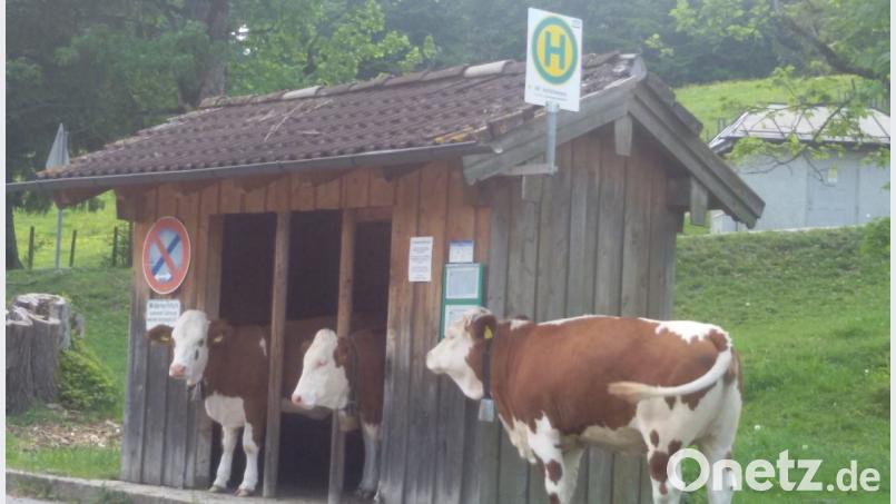 Ob die Kühe tatsächlich einsteigen durften, ist unklar. Bild: Gisela und Karl Feneis
