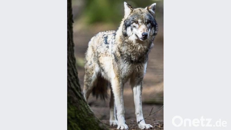 Der Wolf (Symbolbild) sei bei den Bürgern im Landkreis noch kein großes Thema, meint Landrat Richard Reisinger. Schließlich sei der Rückkehrer bislang nur vereinzelt im Bereich der Übungsplätze gesichtet worden. Aber einen Experten, einen Wolfsberater, gibt es inzwischen. Bild: picture alliance/Alexander Heinl/dpa